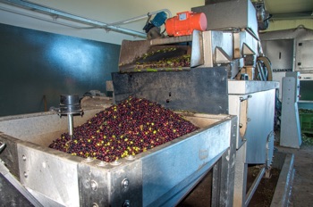 olio-extraverginedioliva-matera