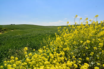 Agriturismo Colle Igino - Matera